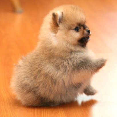 Cheeze Pom วิธีดูแลเลือกซื้อปอม รายการ Pet Lover by Jerhigh 